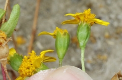 Lasthenia glabrata coulteri