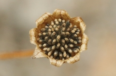 Lasthenia glabrata coulteri