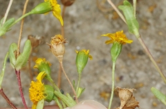 Lasthenia glabrata coulteri