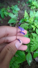 Rhynchoglossum