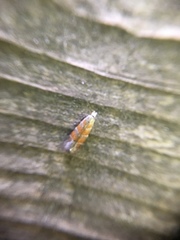 Battaristis vittella