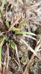Odontomachus simillimus