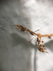 Geina periscelidactylus