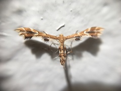 Geina periscelidactylus