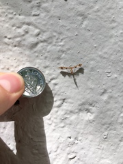 Geina periscelidactylus