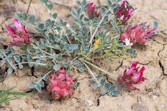 Astragalus calycinus