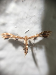 Geina periscelidactylus