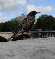 Sturnus vulgaris