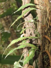 Microgramma mauritiana