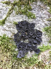 Collema flaccidum