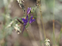 Linaria transiliensis
