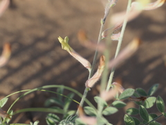 Astragalus turczaninowii