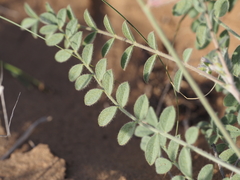 Astragalus turczaninowii