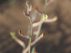Astragalus turczaninowii