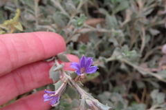 Scaevola aemula