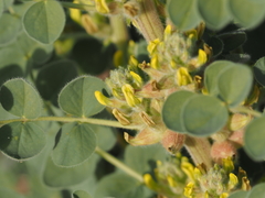 Astragalus sphaerophysa