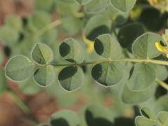 Astragalus sphaerophysa