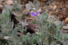 Scaevola aemula