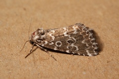 Alvaradoia disjecta