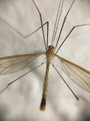 Nephrotoma macrocera