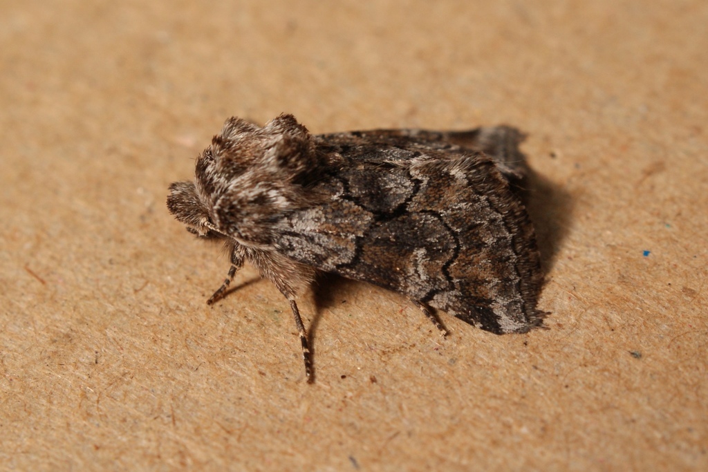 Cleonymia yvanii