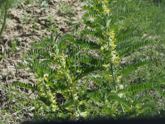 Astragalus sieversianus