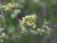 Spiraea hypericifolia