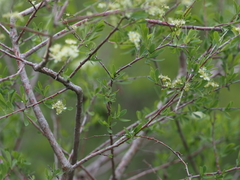 Spiraea hypericifolia