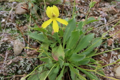 Goodenia arguta