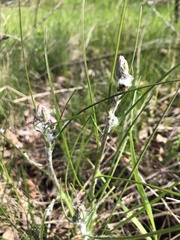 Scorzonera purpurea