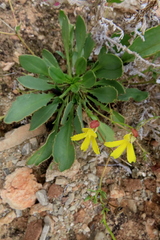 Goodenia arguta