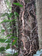 Microgramma mauritiana