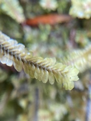 Macrodiplophyllum rubrum