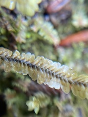 Macrodiplophyllum rubrum