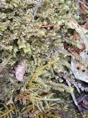 Macrodiplophyllum rubrum