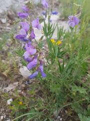 Lathyrus filiformis