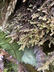 Macrodiplophyllum rubrum