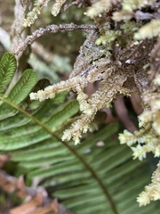 Macrodiplophyllum rubrum