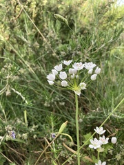 Allium subhirsutum
