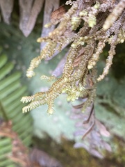 Macrodiplophyllum rubrum