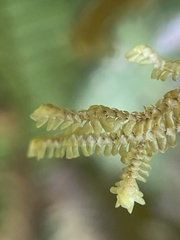 Macrodiplophyllum rubrum