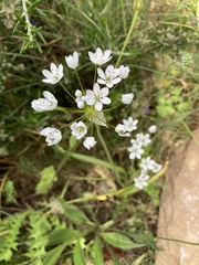 Allium subhirsutum