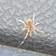 Lacinius horridus