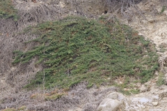 Myoporum parvifolium