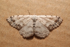 Scopula decorata