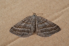 Scotopteryx coarctaria