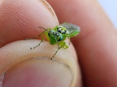 Rhogogaster viridis