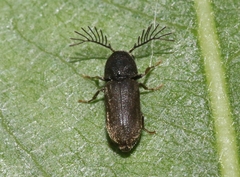Ptilinus