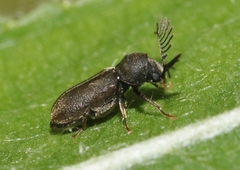 Ptilinus