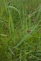 Carex praecox